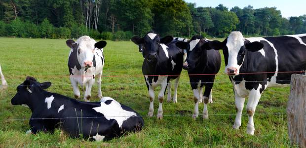 Concern as new research exposes anthelmintic resistance on dairy calf to beef farms