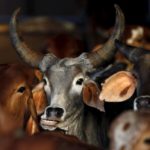 India is embracing the internet of cows to help its dairy farmers