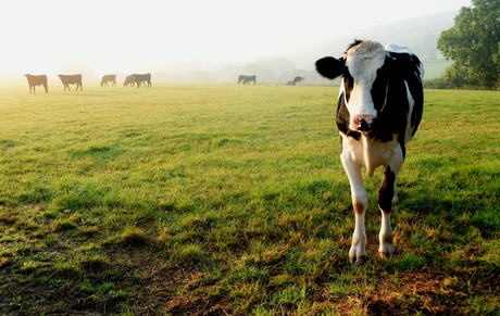 Feeding cows less protein can save farmers money