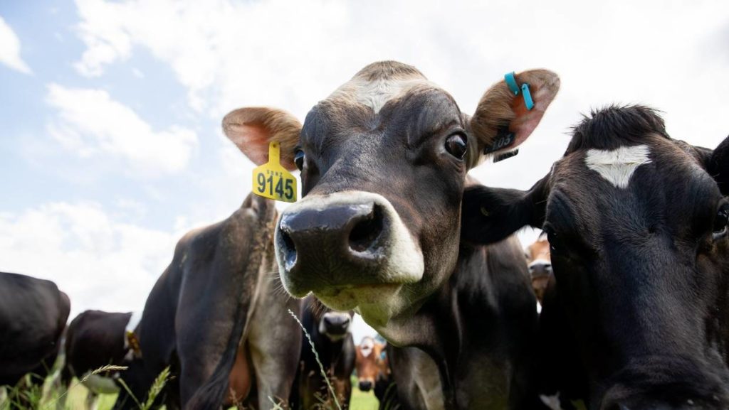 Livestock numbers surge as Canterbury farms convert to dairy