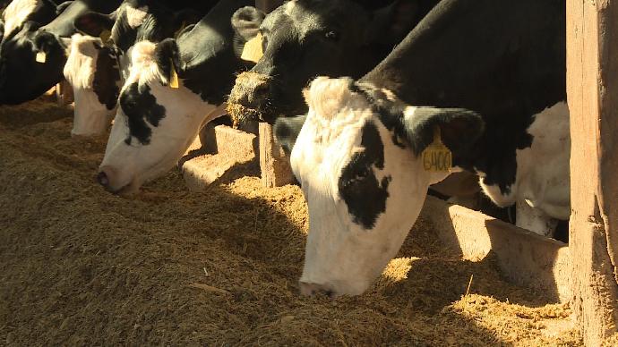 Tennessee milk logo gives local farmers a chance shoppers a choice