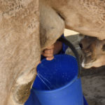 Camel milk proving a refreshing change for dairy farmers