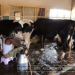 Dairy farmers seek hike in milk prices