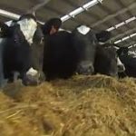 Dairy farmers in troubleas feed price soars