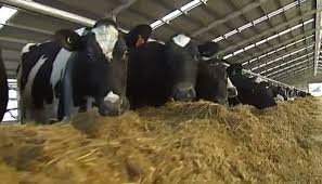 Dairy farmers in troubleas feed price soars