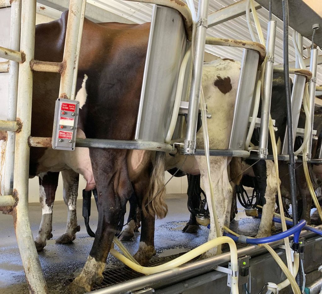 Millennial daughter takes reins of dairy