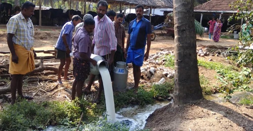 Dairy farmers dump milk on ground