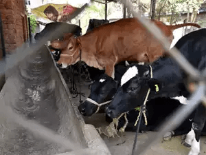 Kerala Feeds Ltd assures dairy farmers of prompt delivery of cattle fodder