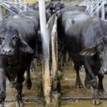 Heat stress during summer reduces milk production in livestock