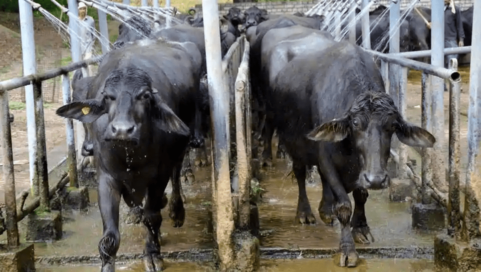 Heat stress during summer reduces milk production in livestock