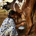 Milk unions in Karnataka again cut procurement price