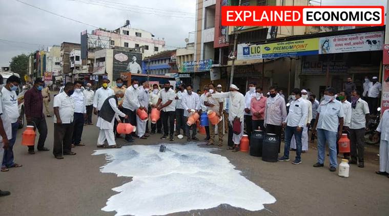 Why dairy farmers in Maharashtra are dumping their milk