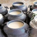 Bovine mastitis resulting in 70 per cent loss in milk production