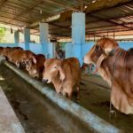 India must stop misusing antibiotics in dairy sector according to CSE report