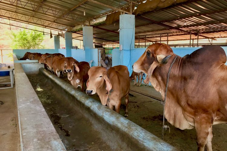 India must stop misusing antibiotics in dairy sector according to CSE report