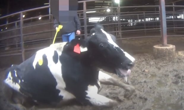 Alleged animal abuse in US dairy sector under investigation