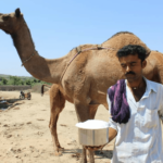 Camel milk inspires hope for herders