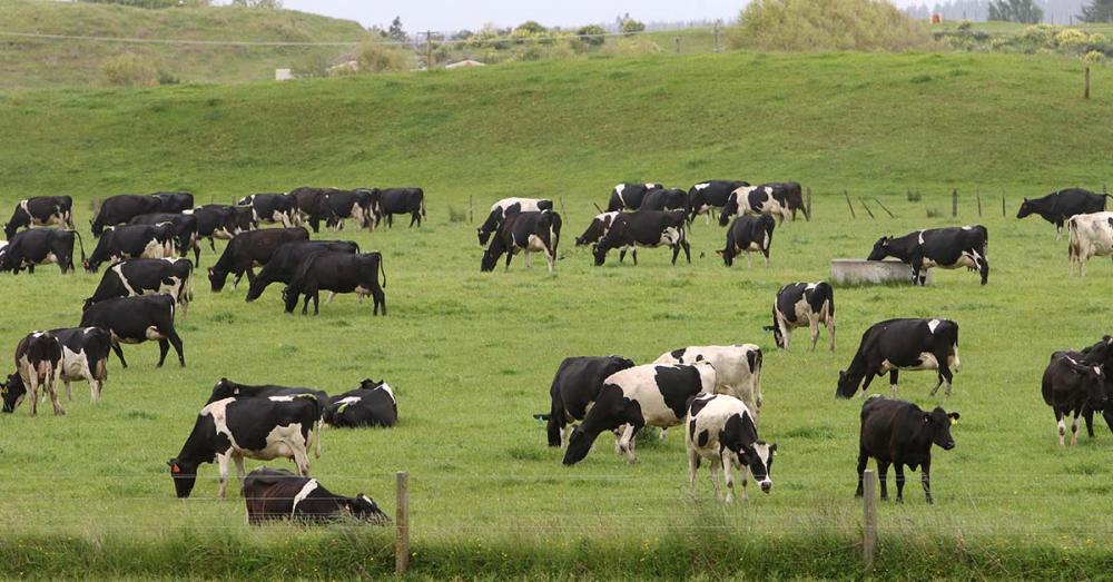 DairyNZs three way race