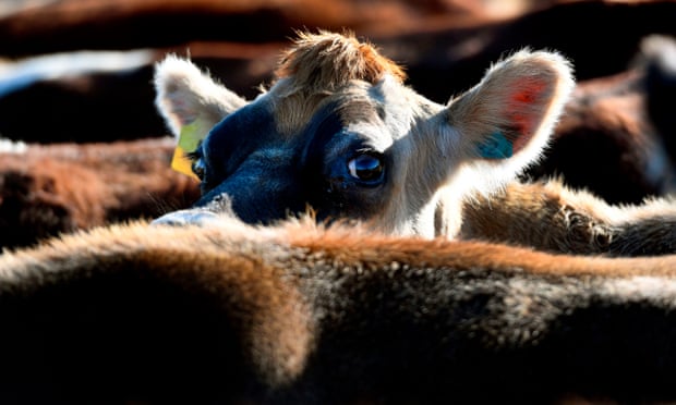 Free meat milk and firewood