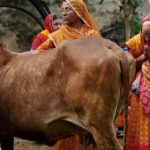 Indias crackdown on cow smuggling adds to Bangladeshs GDP