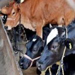 Joint venture for dairy sector in Bundelkhand