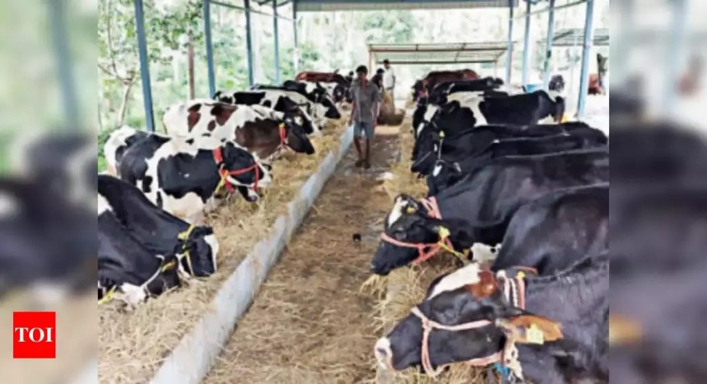 Kerala Cows turn pricier as demand increases