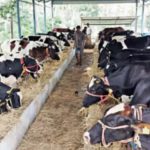 Kerala Cows turn pricier as demand increases