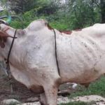 Lumpy skin disease becomes worst nightmare for farmers in a dozen States