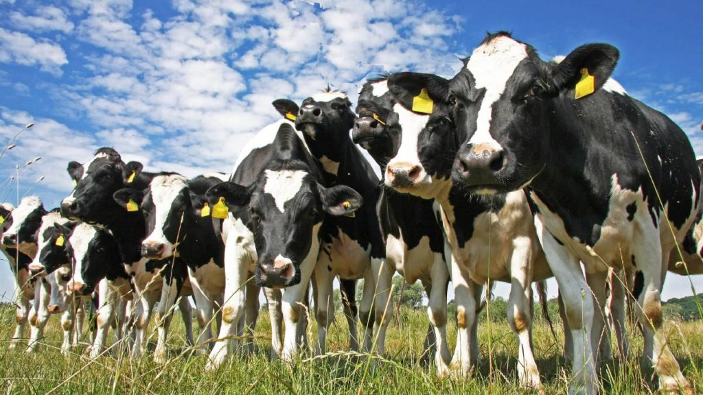 NSW dairy plan to deliver pragmatic change