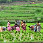 Why Its Essential To Empower Women Farmers In Agribusiness Value Chains