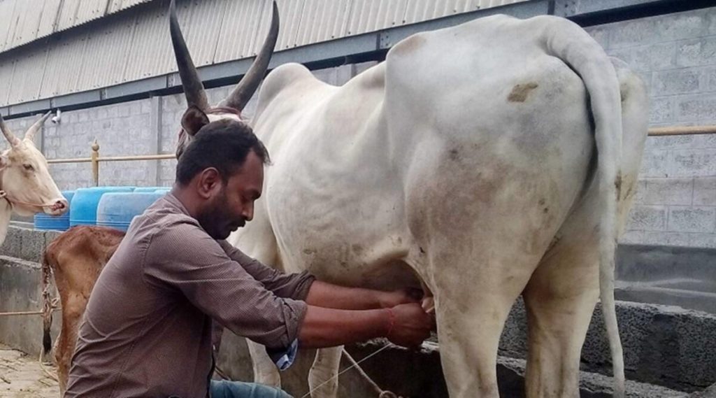 Andhra govt ties up with Amul to boost dairy farming