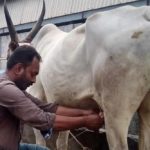 Andhra govt ties up with Amul to boost dairy farming