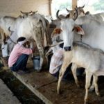 Dairy sector needs to be fortified