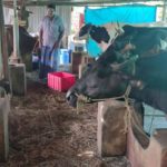 Darious a Dairy Farmer tells about How to Make Livestock Farming Profitable