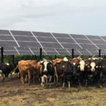 Tender Issued to Solarize Dairies in Telangana