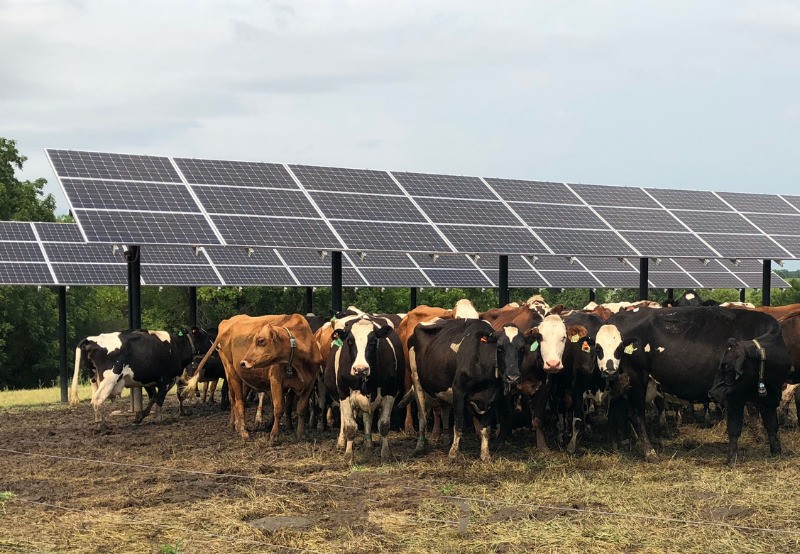 Tender Issued to Solarize Dairies in Telangana