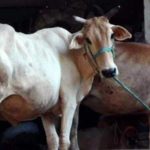 25000 shelters to be built for cows and goats of rural dairy farmers