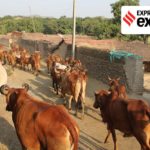 Effect of new slaughter laws