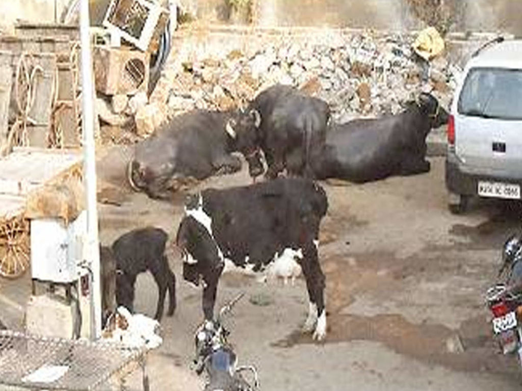 Illegal dairy business flourishing in Jaipur despite HC directive