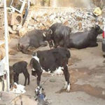 Illegal dairy business flourishing in Jaipur despite HC directive