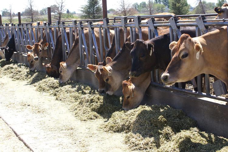 Milk flowing in Idaho