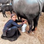 62 year old Gujarati woman sells milk worth Rs 1 crore in a year after opening dairy at home