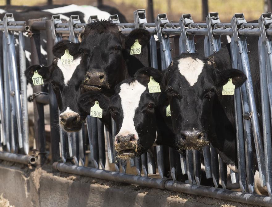 Food box round five helps Idaho dairy