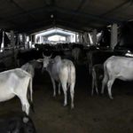 Gold in desi cow milk earthquakes due to slaughter in syllabus for national cow exam