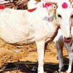 Gujarat donkey breed that delivers