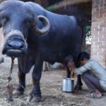 How milk is produced by different animals around the world