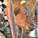 Karimnagar Dairy hikes milk procurement price