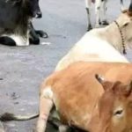 Karnatakas bill on cow slaughter will hurt farmers