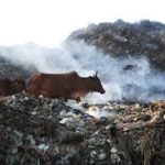 MCG to intensify action against waste dumping violations at dairy farms