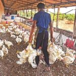 Food inflation in India to increase as chicken milk may cost more